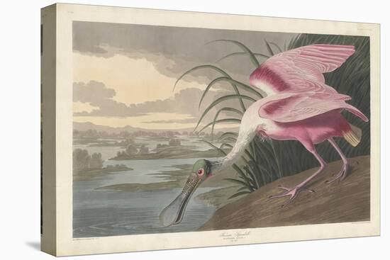 Roseate Spoonbill, 1836-John James Audubon-Premier Image Canvas