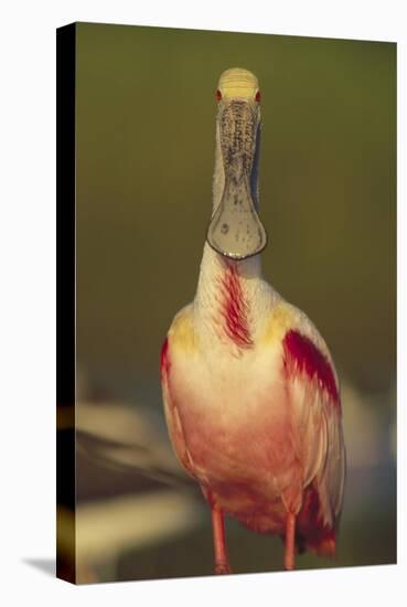 Roseate Spoonbill adult in breeding plumage, North America-Tim Fitzharris-Stretched Canvas