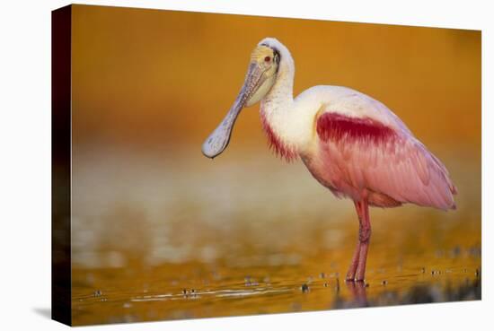 Roseate Spoonbill adult in breeding plumage standing in golden-colored water, North America-Tim Fitzharris-Stretched Canvas
