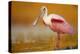 Roseate Spoonbill adult in breeding plumage standing in golden-colored water, North America-Tim Fitzharris-Stretched Canvas