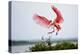 Roseate Spoonbill (Ajaia Ajaja) Adult Landing, Texas, USA-Larry Ditto-Premier Image Canvas