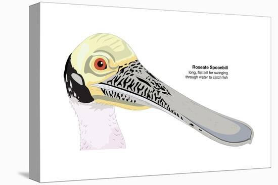 Roseate Spoonbill (Ajaia Ajaja), Birds-Encyclopaedia Britannica-Stretched Canvas