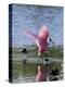 Roseate Spoonbill (Ajaia Ajaja), J. N. "Ding" Darling National Wildlife Refuge, Florida-James Hager-Premier Image Canvas