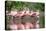 Roseate Spoonbill flock wading in pond, Texas coast near Galveston-Tim Fitzharris-Stretched Canvas