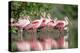 Roseate Spoonbill flock wading in pond, Texas coast near Galveston-Tim Fitzharris-Stretched Canvas