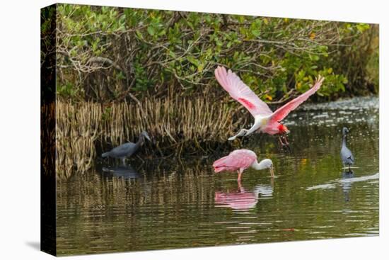 Roseate spoonbill flying, Merritt Island National Wildlife Refuge, Florida-Adam Jones-Premier Image Canvas