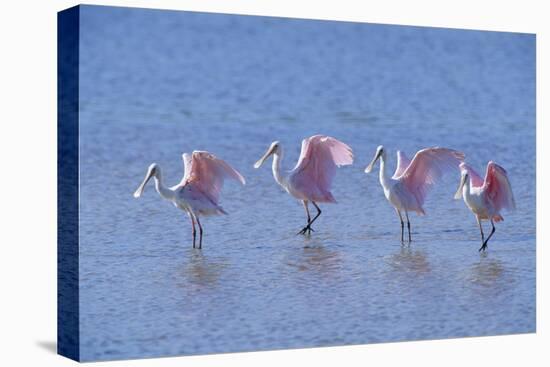 Roseate Spoonbill Four Juveniles (Platalea Ajaja) Sanibel Is, Florida, US Ding Darling-Steven David Miller-Premier Image Canvas