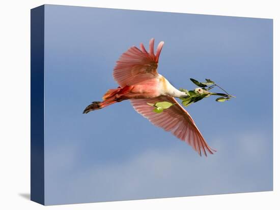 Roseate Spoonbill in Flight Carrying Nesting Material, Tampa Bay, Florida, USA-Jim Zuckerman-Premier Image Canvas