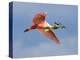 Roseate Spoonbill in Flight Carrying Nesting Material, Tampa Bay, Florida, USA-Jim Zuckerman-Premier Image Canvas