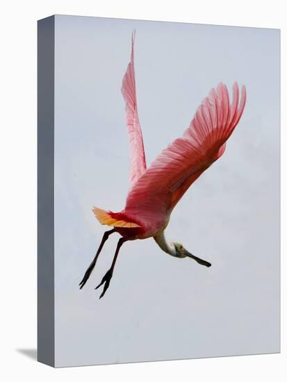 Roseate Spoonbill in Flight, Tampa Bay, Florida, USA-Jim Zuckerman-Premier Image Canvas