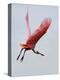 Roseate Spoonbill in Flight, Tampa Bay, Florida, USA-Jim Zuckerman-Premier Image Canvas