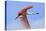 Roseate Spoonbill in Flight-null-Premier Image Canvas