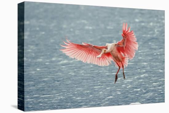 Roseate spoonbill landing, Merritt Island National Wildlife Refuge, Florida-Adam Jones-Premier Image Canvas