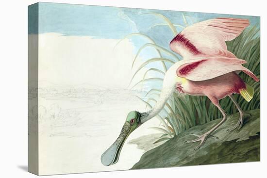 Roseate Spoonbill, Platalea Ajaja, from the Birds of America by John J. Audubon, Pub. 1827-38 (Hand-John James Audubon-Premier Image Canvas