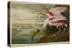 Roseate Spoonbill (Platalea Ajaja)-Henry Thomas Alken-Premier Image Canvas