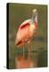 Roseate Spoonbill wading, North America-Tim Fitzharris-Stretched Canvas