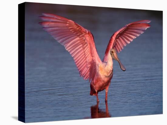 Roseate Spoonbill with Wings Spread-Charles Sleicher-Premier Image Canvas