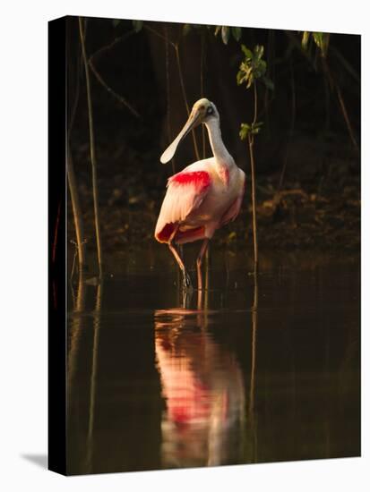 Roseate Spoonbill-Joe McDonald-Premier Image Canvas