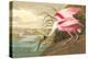 Roseate Spoonbill-John James Audubon-Stretched Canvas