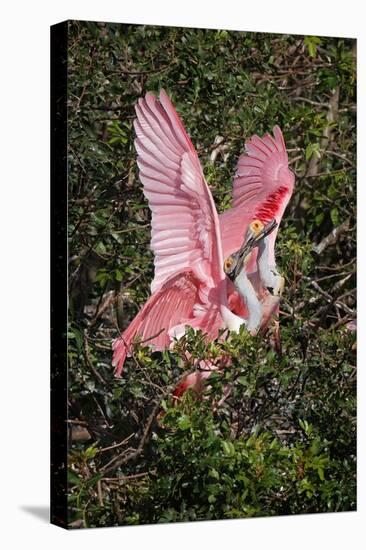 Roseate spoonbills fighting over nesting territory in rookery, Stick Marsh, Florida-Adam Jones-Premier Image Canvas
