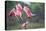 Roseate Spoonbills landing in near nests.-Larry Ditto-Premier Image Canvas