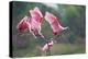 Roseate Spoonbills landing in near nests.-Larry Ditto-Premier Image Canvas