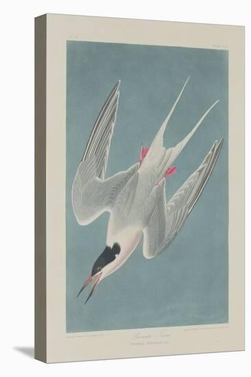 Roseate Tern, 1835-John James Audubon-Premier Image Canvas