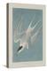 Roseate Tern, 1835-John James Audubon-Premier Image Canvas