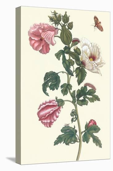Roselle with Fall Webworm-Maria Sibylla Merian-Stretched Canvas