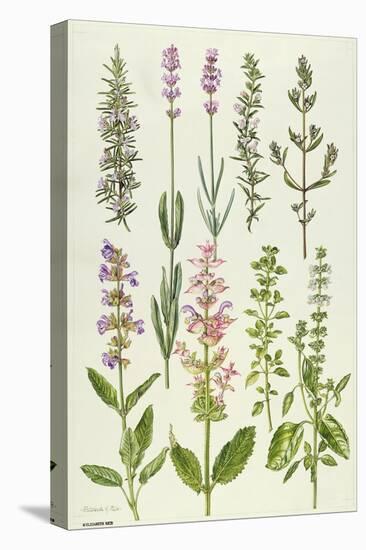 Rosemary and Other Herbs-Elizabeth Rice-Premier Image Canvas