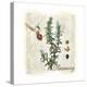 Rosemary Herb-Tina Lavoie-Premier Image Canvas