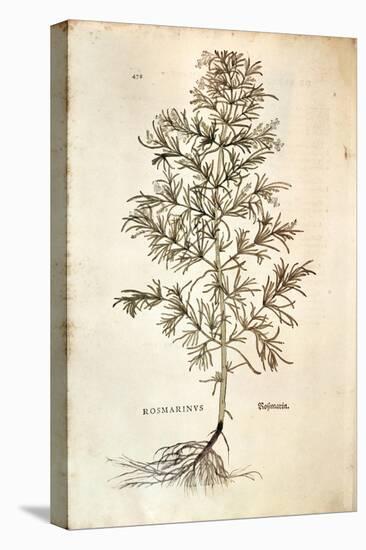 Rosemary, Rosmarinus Officinalis (Rosmarinus), 1542-null-Premier Image Canvas