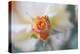 Roses 3-Florence Delva-Stretched Canvas