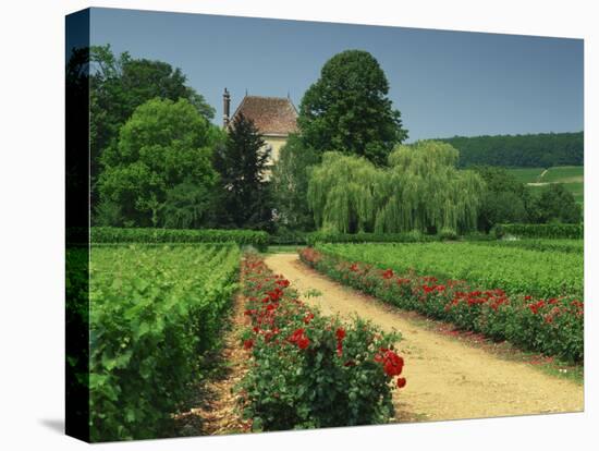 Roses and Vines in Vineyard Near Beaune, Cotes De Beaune, Burgundy, France, Europe-Michael Busselle-Premier Image Canvas