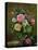 Roses in a Glass Vase-Albert Williams-Premier Image Canvas