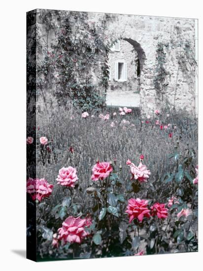 Roses in Fore in Duke of Windsor's Garden at His Summer Home in South of France-Frank Scherschel-Premier Image Canvas