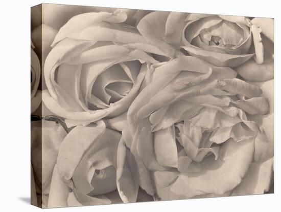 Roses, Mexico by Tina Modotti-null-Premier Image Canvas