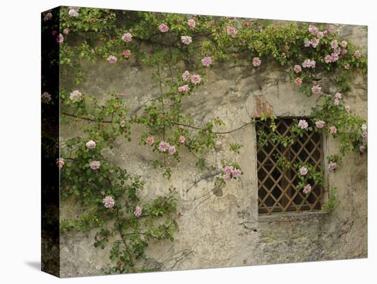Roses on old stone wall, Tuscany, Italy-Adam Jones-Premier Image Canvas