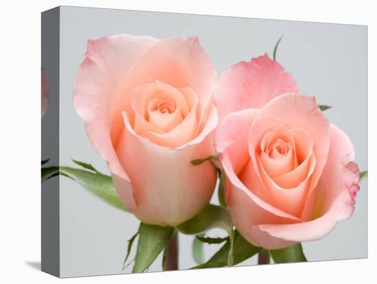 Roses-Jamie & Judy Wild-Premier Image Canvas