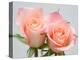 Roses-Jamie & Judy Wild-Premier Image Canvas