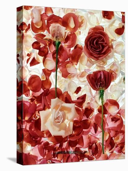 Roses-George Silk-Premier Image Canvas