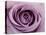 Roses-Fabio Petroni-Premier Image Canvas