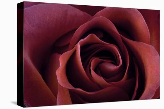 Roses-Fabio Petroni-Premier Image Canvas