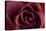 Roses-Fabio Petroni-Premier Image Canvas