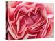 Roses-Fabio Petroni-Premier Image Canvas