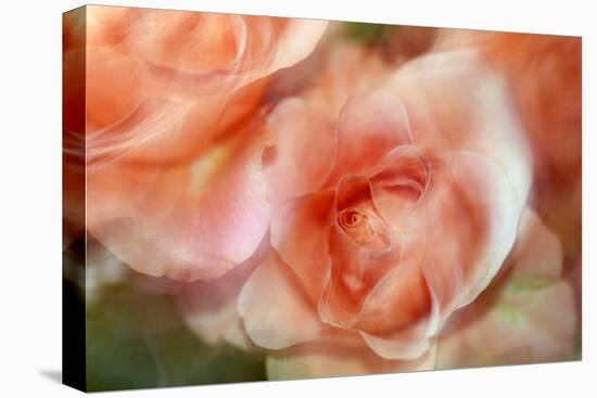 roses-Heidi Westum-Premier Image Canvas