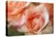 roses-Heidi Westum-Premier Image Canvas