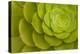 Rosette of Aeonium leaves (photo)-null-Premier Image Canvas