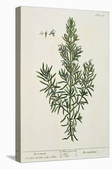 Rosmarinus Officinalis, from 'A Curious Herbal', 1782-Elizabeth Blackwell-Premier Image Canvas