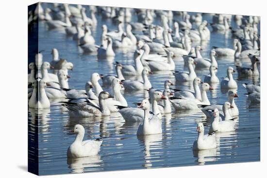 Ross's and Snow Geese in Freshwater Pond, Bosque Del Apache Nwr, New Mexico-Maresa Pryor-Premier Image Canvas